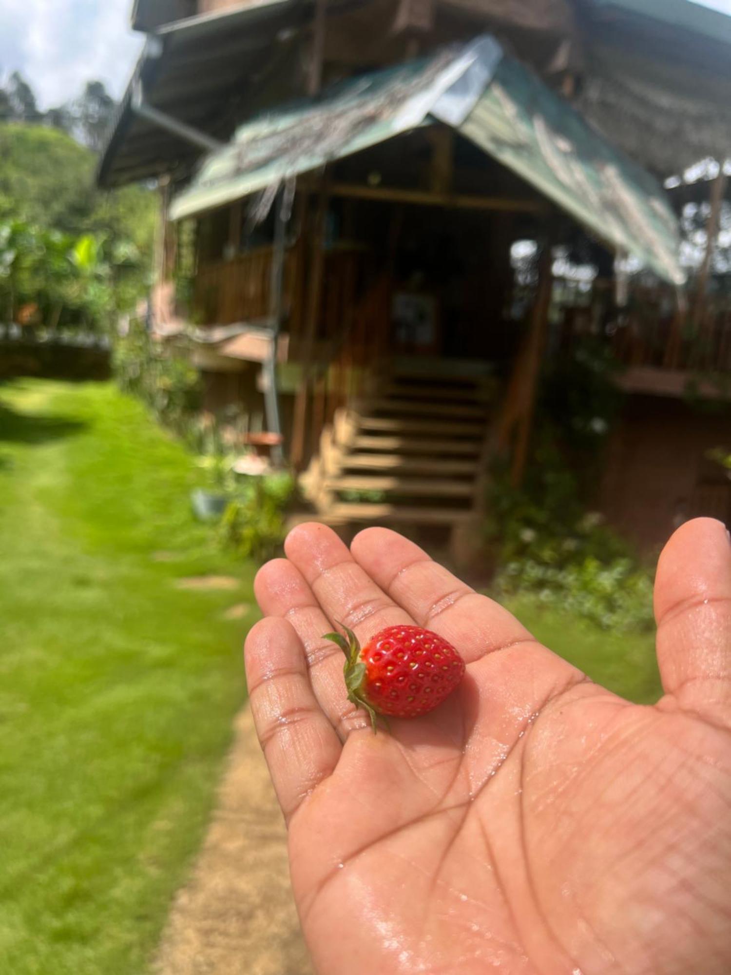 Ella Rock Grun Cottage Zewnętrze zdjęcie